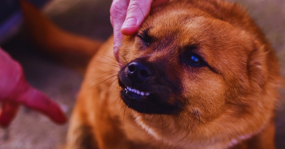 cachorro bravo com dono